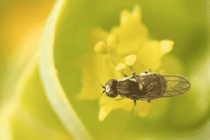 mosca da apúlia