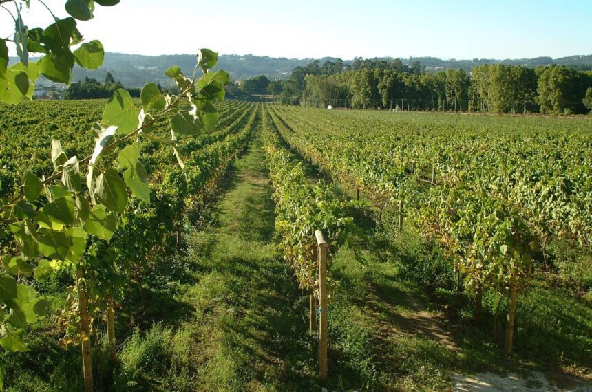UMinho Viticultura