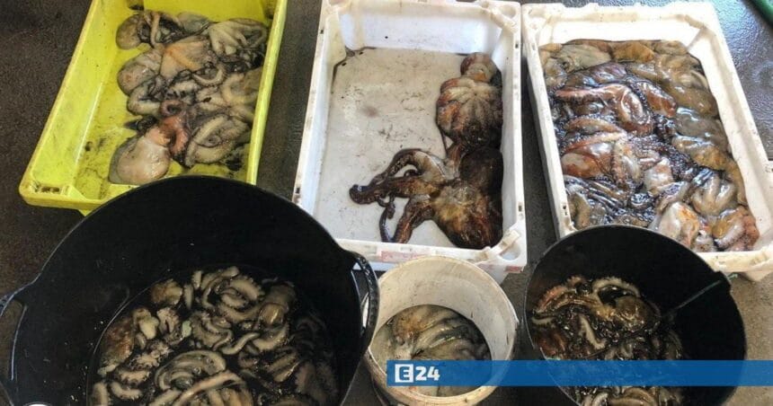 Apreensão de 421 quilos de bivalves e 100 quilos de polvo subdimensionado GNR UCC Apreensao v3 FocusFillWzEyMDAsNjMwLCJ5IiwxMzFd WaterMarkW251bGxd