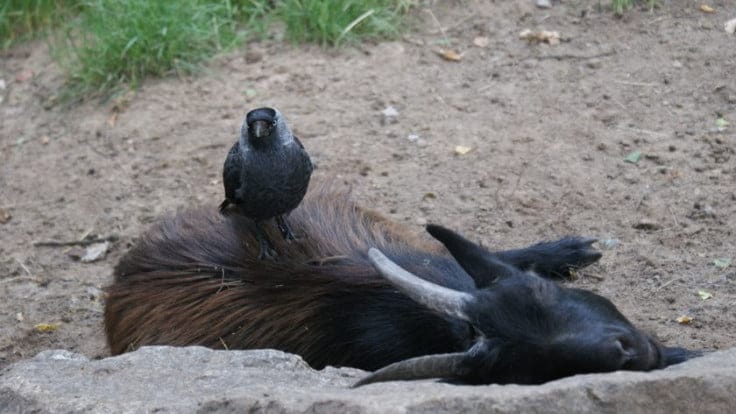 Cães errantes ou lobo? 17 cabras morreram em Viana 4988 FocusFillWzczNiw0MTQsInkiLDM5XQ