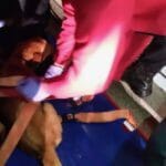 Esposende E24 atropelamento 1 FocusFillWzczNiw0MTQsInkiLDgzXQ