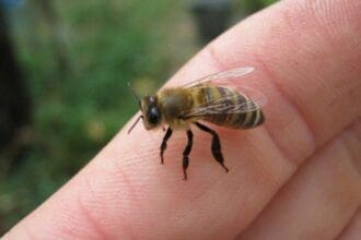 bzzz abelha FocusFillWzczNiw0MTQsInkiLDY5XQ