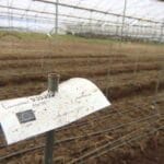 horticultura FocusFillWzczNiw0MTQsInkiLDM4XQ