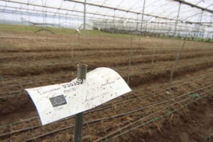 horticultura FocusFillWzczNiw0MTQsInkiLDM4XQ