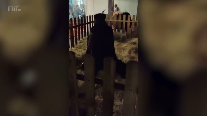 (c/VÍDEO) Cabras andavam à solta na Prozis de Esposende e NIT revela vídeo maxresdefault