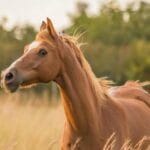 regras de ouro para apostas em corridas de cavalos FocusFillWzczNiw0MTQsInkiLDM4XQ