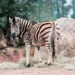 zoo 1 FocusFillWzczNiw0MTQsInkiLDY5XQ