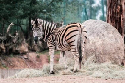 zoo 1 FocusFillWzczNiw0MTQsInkiLDY5XQ