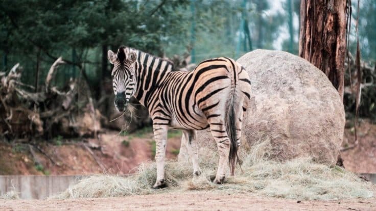 Zoo Santo Inácio dá as boas-vindas a 12 novos animais zoo 1 FocusFillWzczNiw0MTQsInkiLDY5XQ