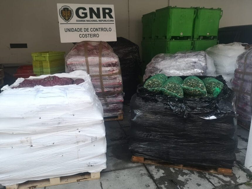 GNR UCC Apreensao ameijoa japonesa 1