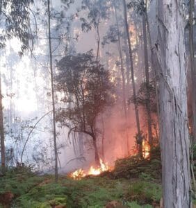 Incêndio ameaçou casas em Esposende mas valeram os bombeiros FAFB39E9 7679 44BE B0D9 A85F343E31D6