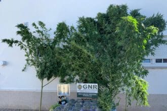 GNR Braga Apreensao 5