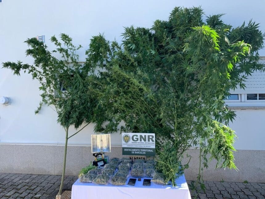 GNR Braga Apreensao 5