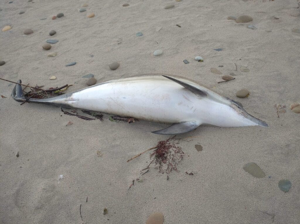 Golfinho morto em Esposende 315890393 3320875468180826 8702163725133185243 n