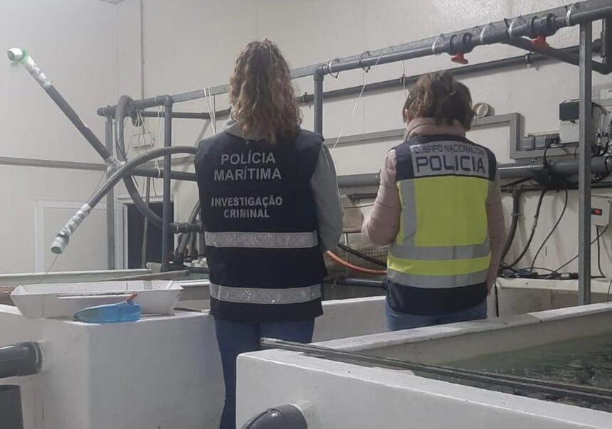 Operação apreende 423 quilos de meixão de desmantela "rede internacional" que operava a partir de Viana e Caminha Captura de ecra 2023 02 24 as 12.46.29