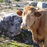 vaca ponte da barca