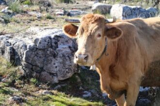 vaca ponte da barca