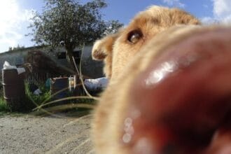 cão braga Póvoa de Varzim Barcelos