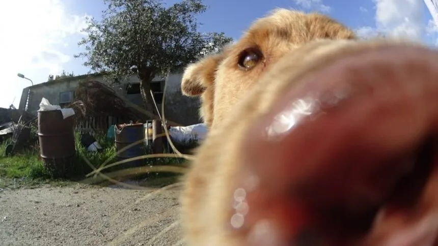 cão braga Póvoa de Varzim Barcelos