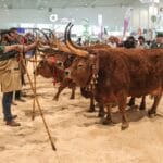 agro braga