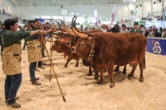 agro braga