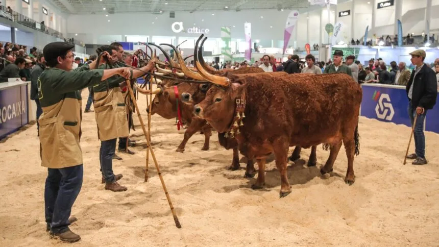 agro braga
