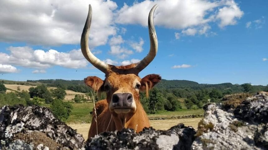 Braga: Seis carnes DOP para saborear na 55ª edição da Agro 92028465 3151607014852248 7668148448939474944 n