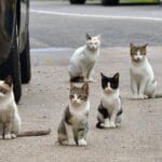 gatos rua
