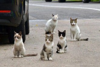 gatos rua
