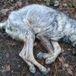 lobo
