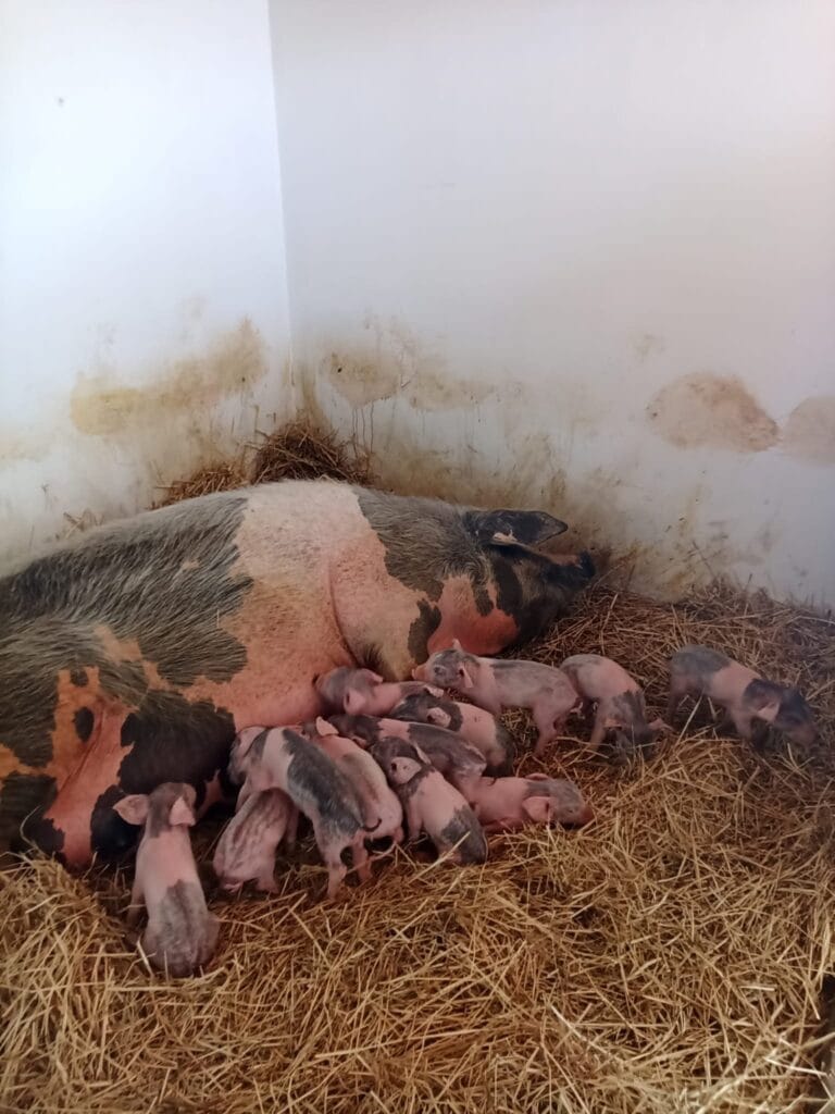 Braga: Julieta foi mamã e reforça "habitantes" da Quinta Pedagógica 339819722 554911333293604 5449627881253372038 n