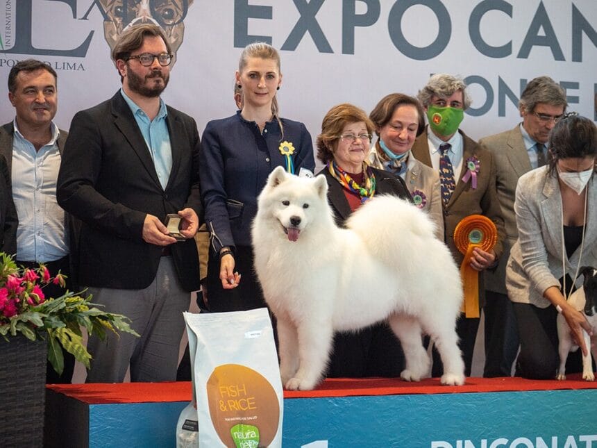 Cães e gatos? Sim, em Ponte de Lima numa exposição única expo canina ponte de lima 2022 1