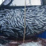 pesca da sardinha
