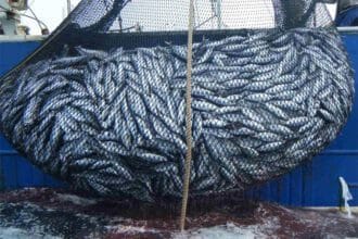 pesca da sardinha