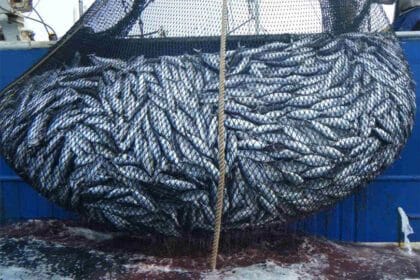 pesca da sardinha