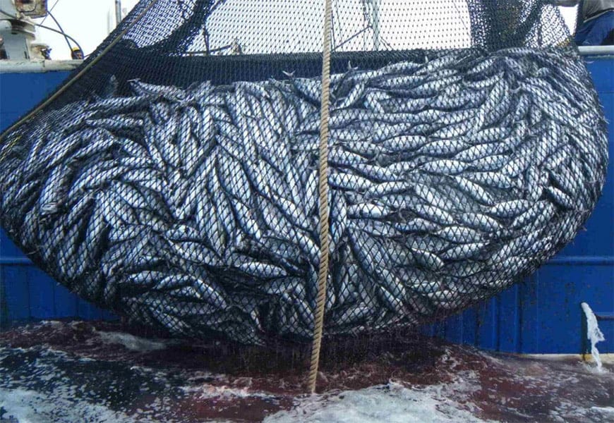 pesca da sardinha