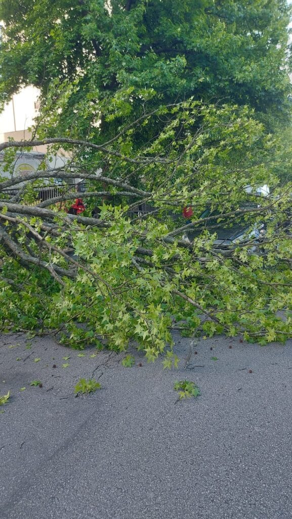 Braga: Carro em andamento atingido por árvore na Circular Urbana Queda de árvore atinge carro em Braga