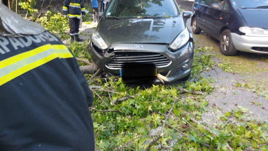 Braga: Carro em andamento atingido por árvore na Circular Urbana 5d2d17eb fe58 4638 9a6a 633eb9b7211b