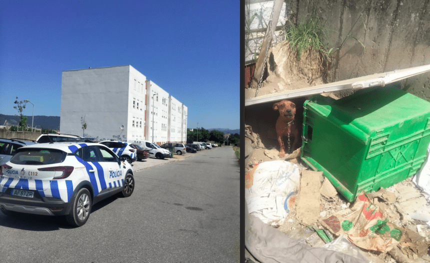 Viana: Cadela acorrentada resgatada pela PSP em bairro de Darque Resgate de cadela pela PSP em bairro de Viana do Castelo
