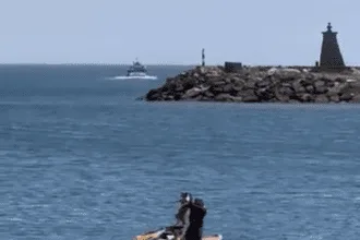 Socorro animal porto Viana do Castelo