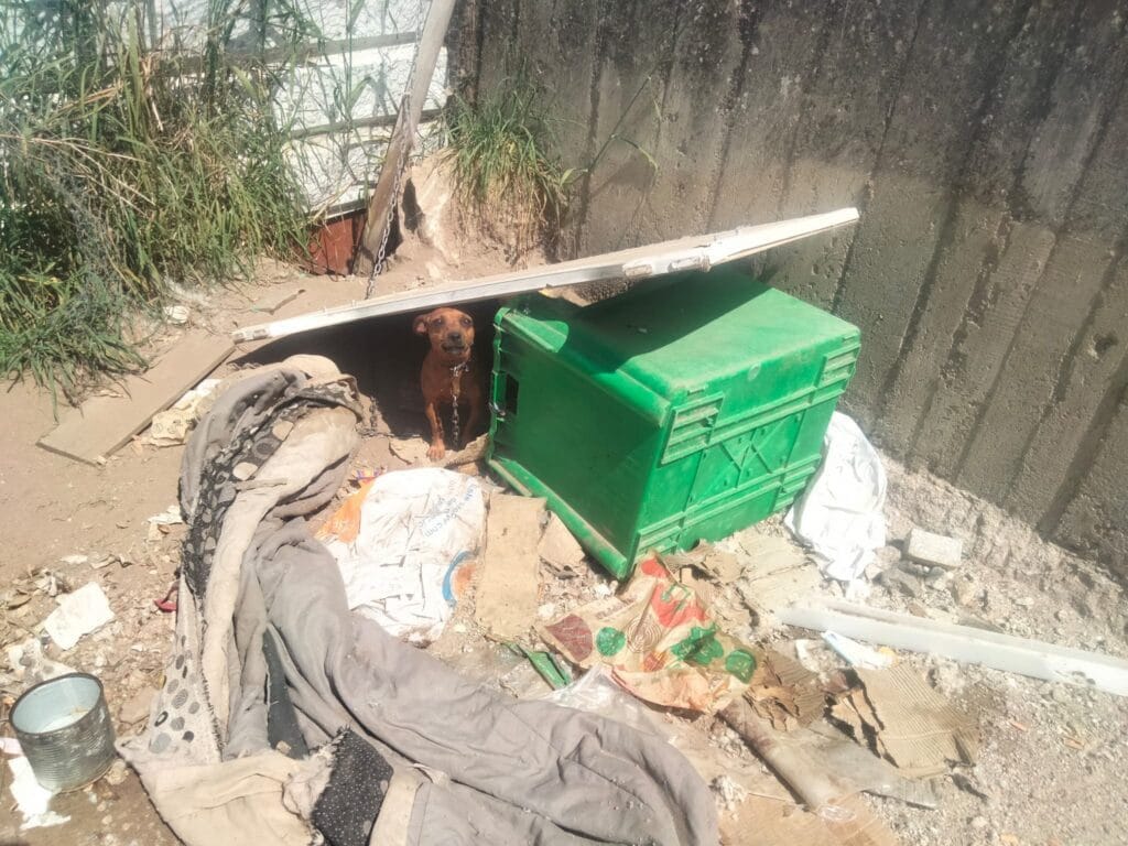 Viana: Cadela acorrentada resgatada pela PSP em bairro de Darque Resgate de cão em Viana do Castelo
