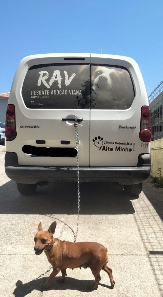 Viana: Cadela acorrentada resgatada pela PSP em bairro de Darque Resgate Animal Viana do Castelo
