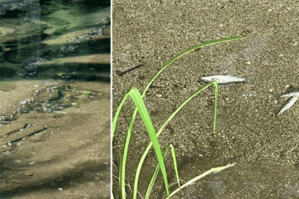 Peixes mortos