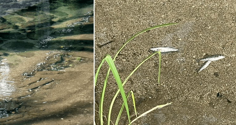 Peixes mortos