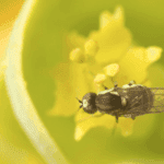 mosca da apúlia