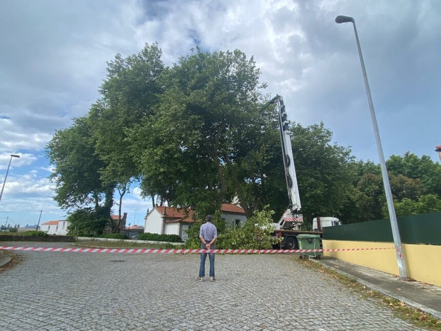Esposende: Câmara monitoriza e intervém em "árvores de risco" arvores esposende em risco