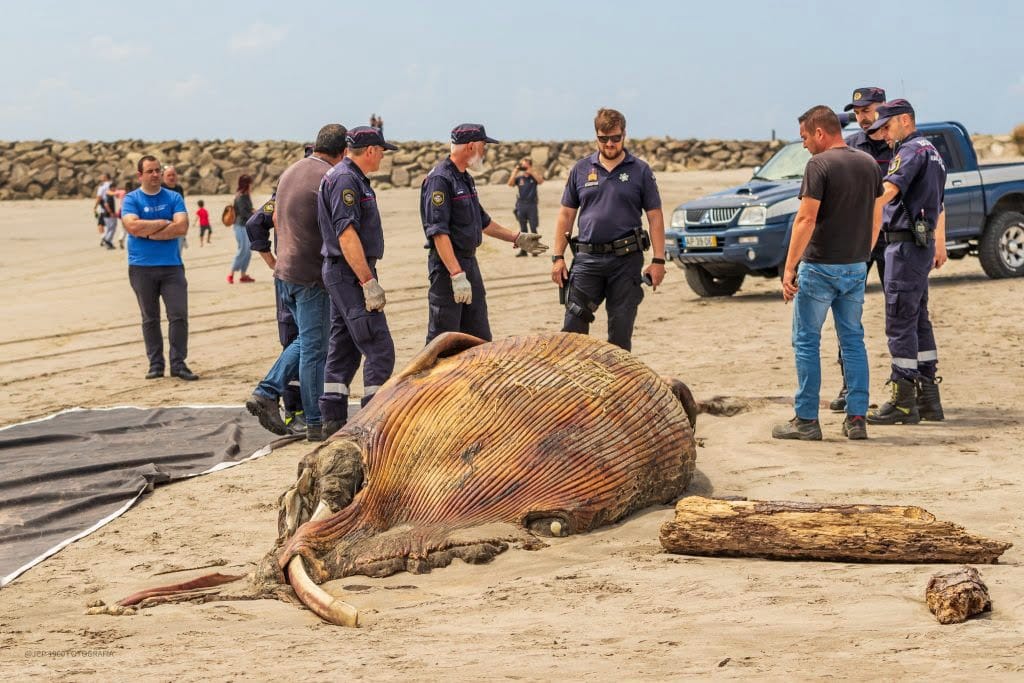 Viana: Cadáver de cachalote de 9 metros dá à costa no Cabedelo cachalote viana do castelo - 8