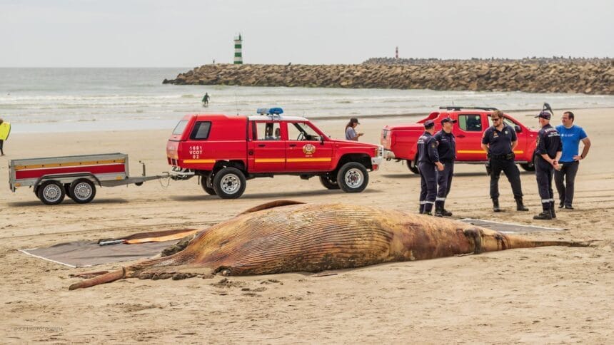 Viana: Cadáver de cachalote de 9 metros dá à costa no Cabedelo cachalote viana do castelo - 8