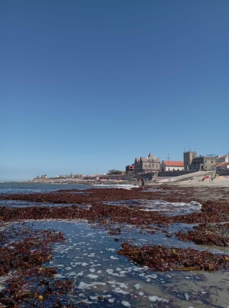 Sargaço Apúlia