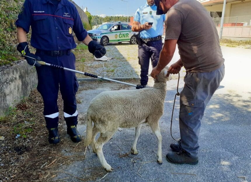 Viana: Ovelha perdida na Zona Industrial de São Romão do Neiva capturada na BMW ovelha neiva